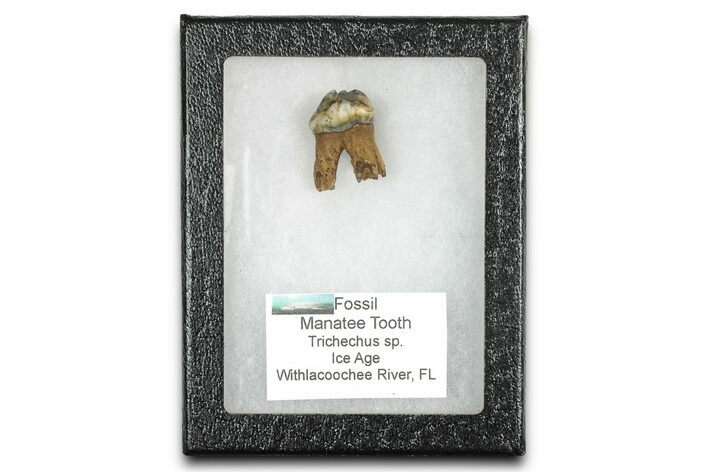 Pleistocene Fossil Manatee (Trichechus) Tooth - Florida #336166
